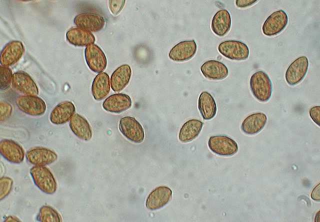 Galerina marginata (Batsch) K�hner